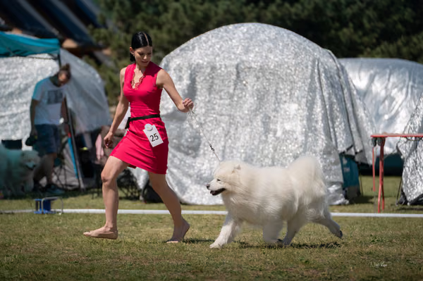 Samojed klub SK – Honor