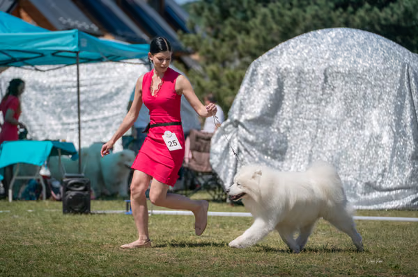 Samojed klub SK – Honor