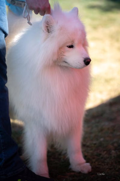 Samojed klub SK – Honor