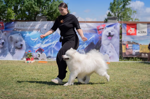 Samojed klub SK – Honor