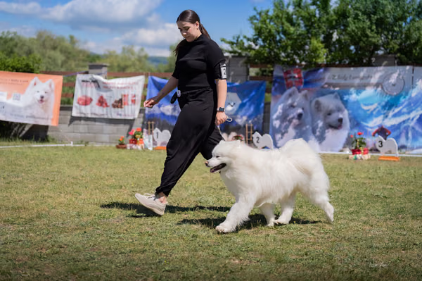 Samojed klub SK – Honor
