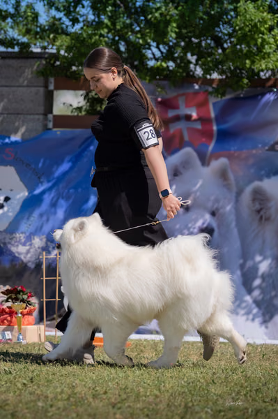 Samojed klub SK – Honor