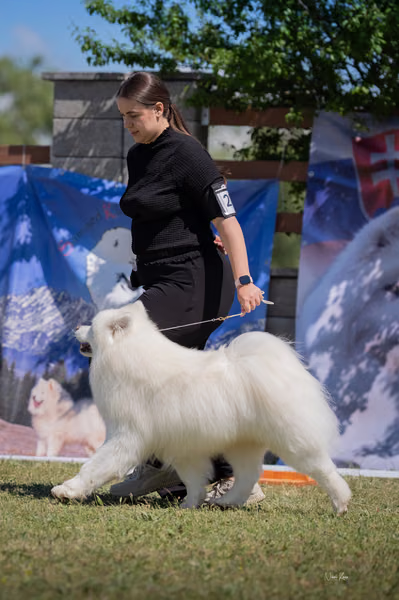 Samojed klub SK – Honor