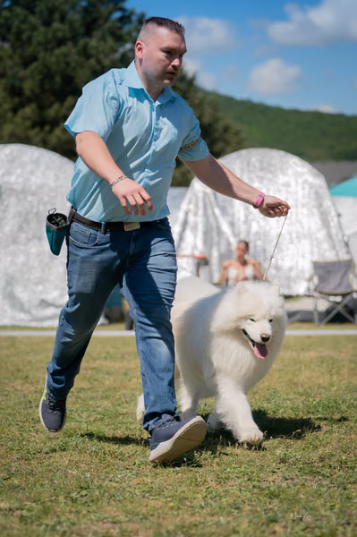 Samojed klub SK – Honor