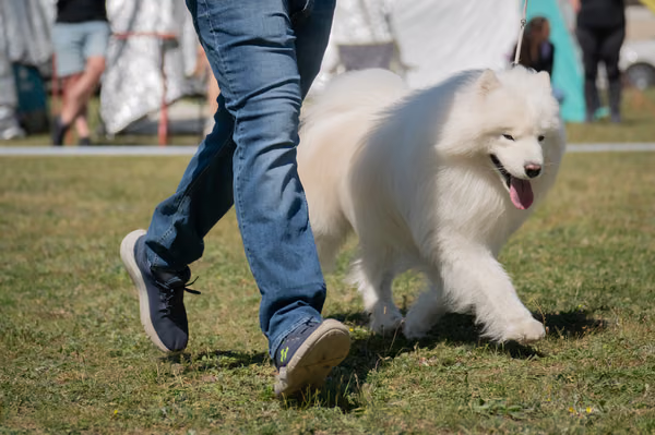 Samojed klub SK – Honor