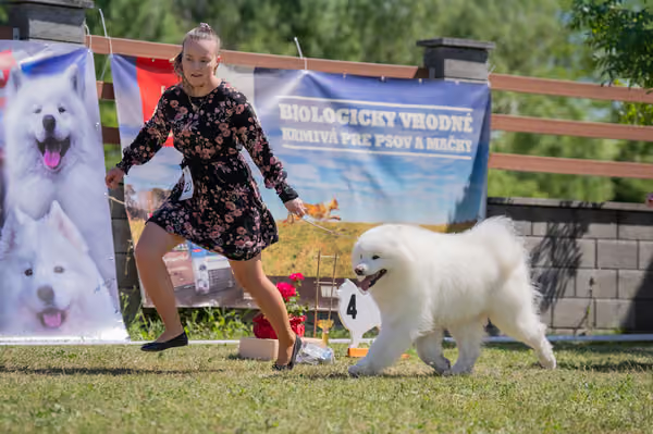 Samojed klub SK – Honor