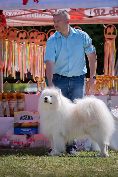 Samojed klub SK – Honor
