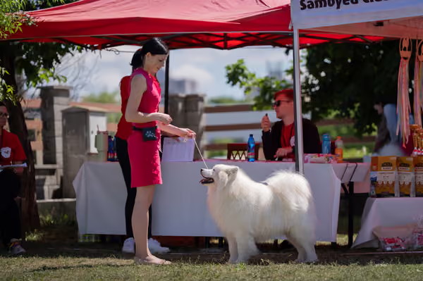 Samojed klub SK – Honor