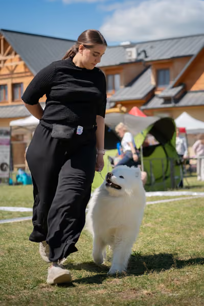 Samojed klub SK – Honor
