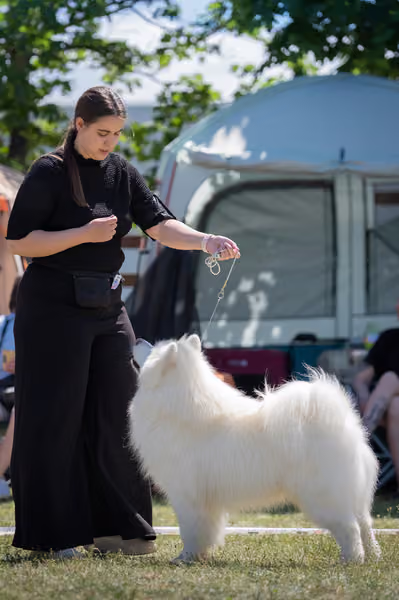 Samojed klub SK – Honor