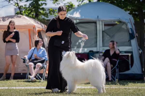 Samojed klub SK – Honor