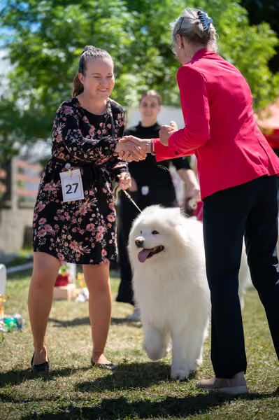 Samojed klub SK – Honor