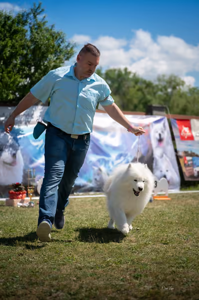 Samojed klub SK – Honor