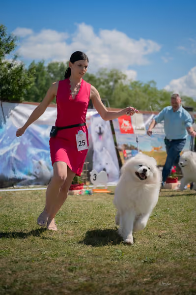 Samojed klub SK – Honor