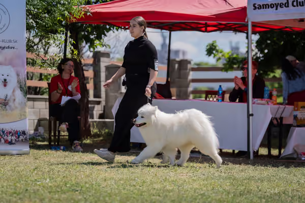 Samojed klub SK – Honor