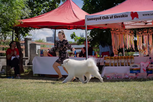 Samojed klub SK – Honor