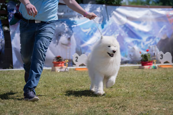 Samojed klub SK – Honor