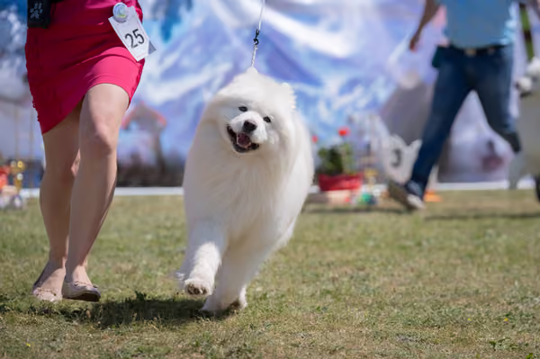 Samojed klub SK – Honor