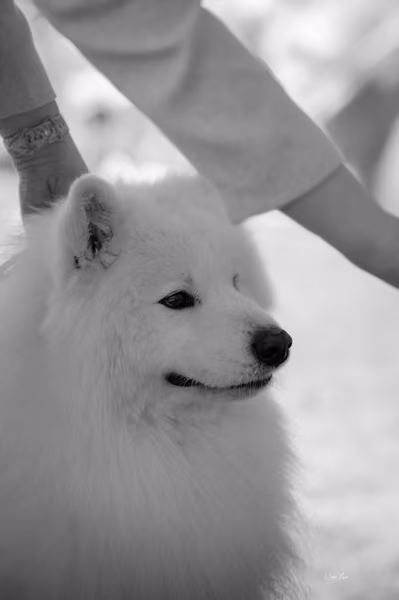 Samojed klub SK – Veterán