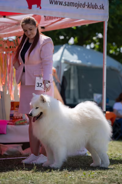 Samojed klub SK – Veterán