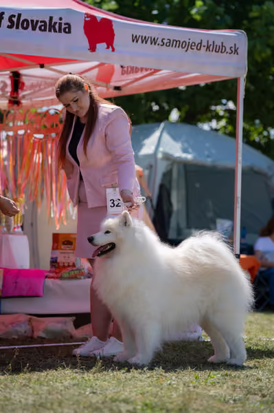 Samojed klub SK – Veterán