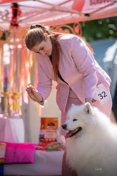 Samojed klub SK – Veterán