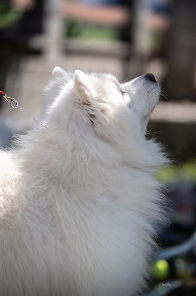 Samojed klub SK – Veterán