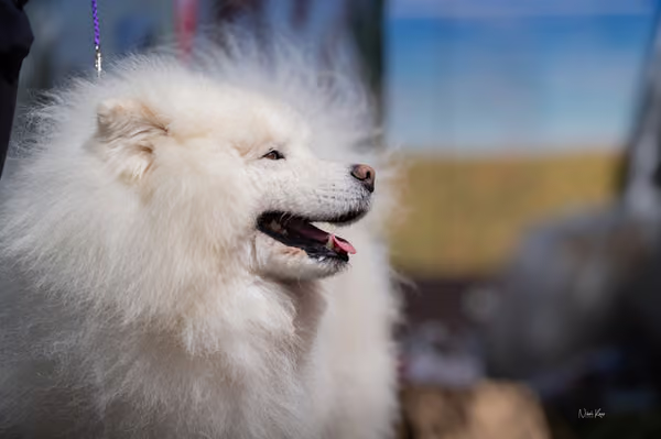 Samojed klub SK – Veterán