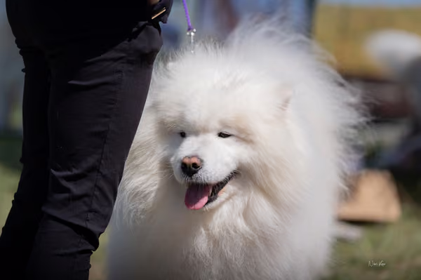 Samojed klub SK – Veterán