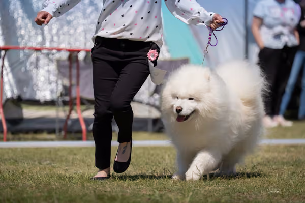 Samojed klub SK – Veterán