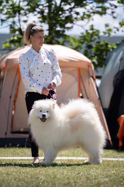 Samojed klub SK – Veterán