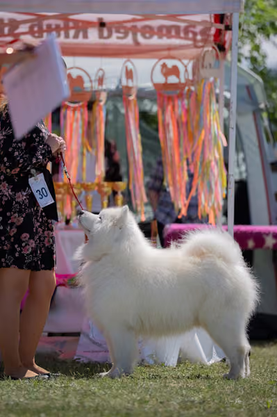 Samojed klub SK – Veterán