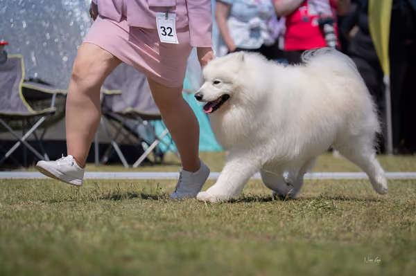 Samojed klub SK – Veterán