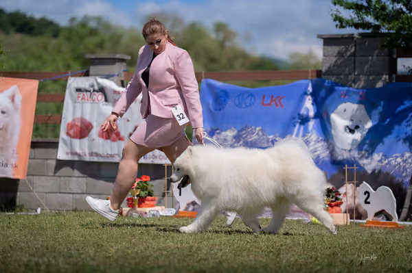 Samojed klub SK – Veterán