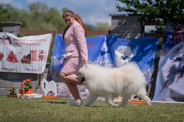 Samojed klub SK – Veterán