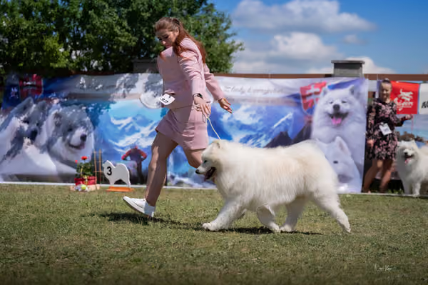 Samojed klub SK – Veterán