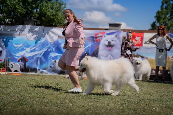Samojed klub SK – Veterán