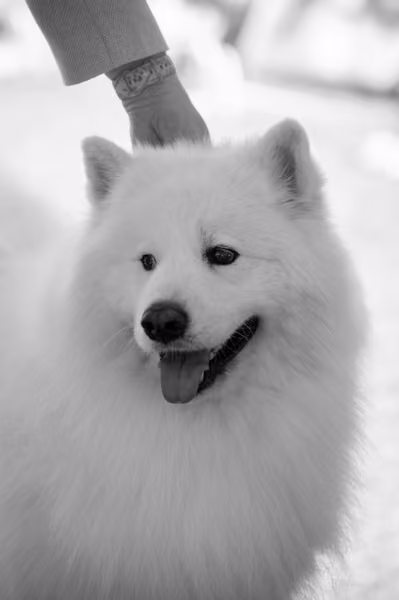 Samojed klub SK – Veterán