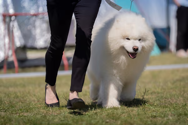 Samojed klub SK – Veterán
