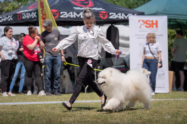 Samojed klub SK – Veterán