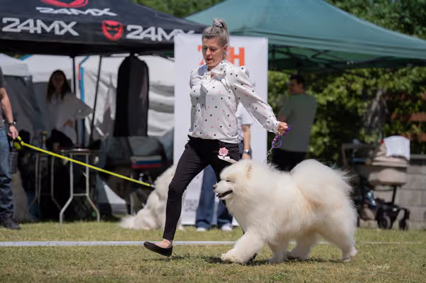 Samojed klub SK – Veterán