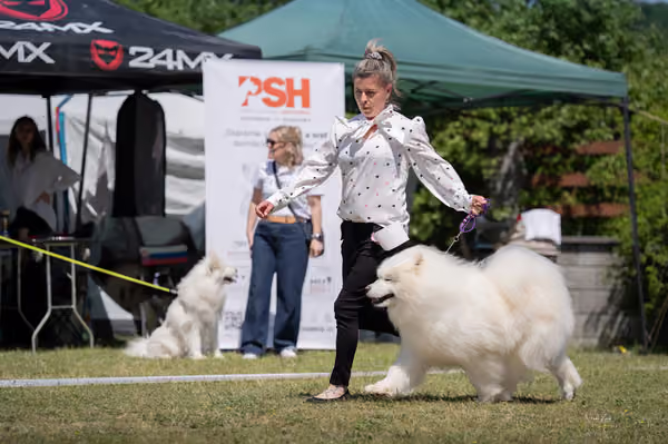 Samojed klub SK – Veterán