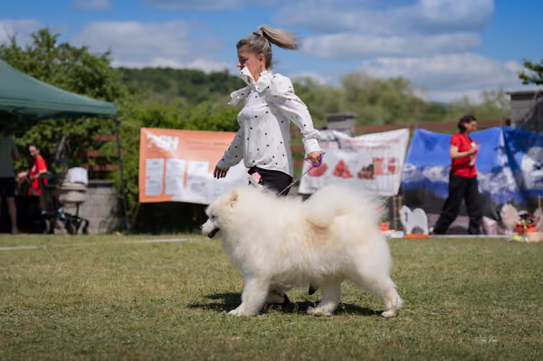 Samojed klub SK – Veterán