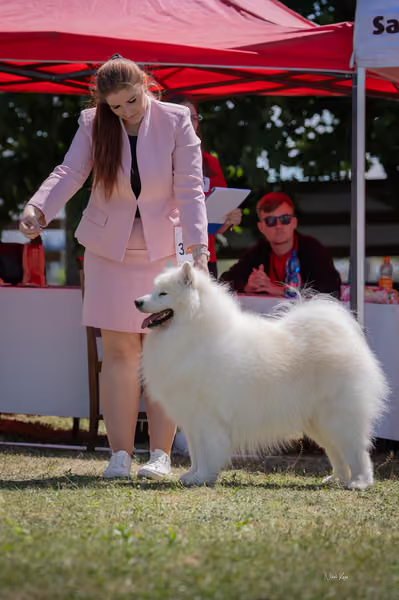 Samojed klub SK – Veterán