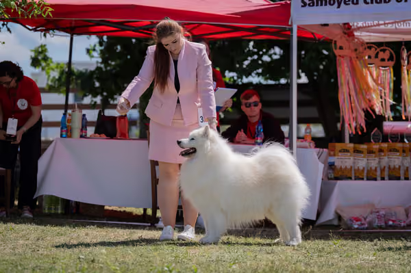 Samojed klub SK – Veterán