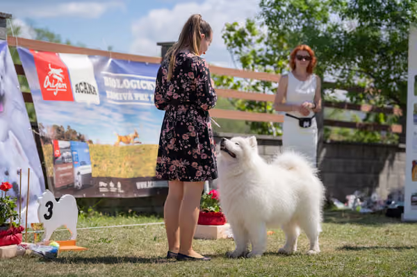 Samojed klub SK – Veterán