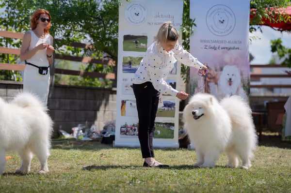 Samojed klub SK – Veterán