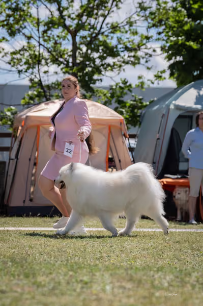 Samojed klub SK – Veterán