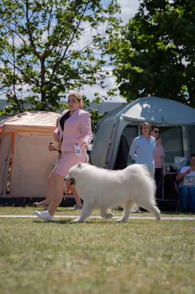 Samojed klub SK – Veterán