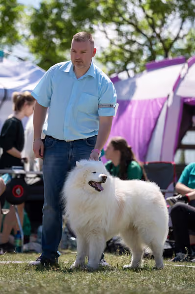 Samojed klub SK – Veterán